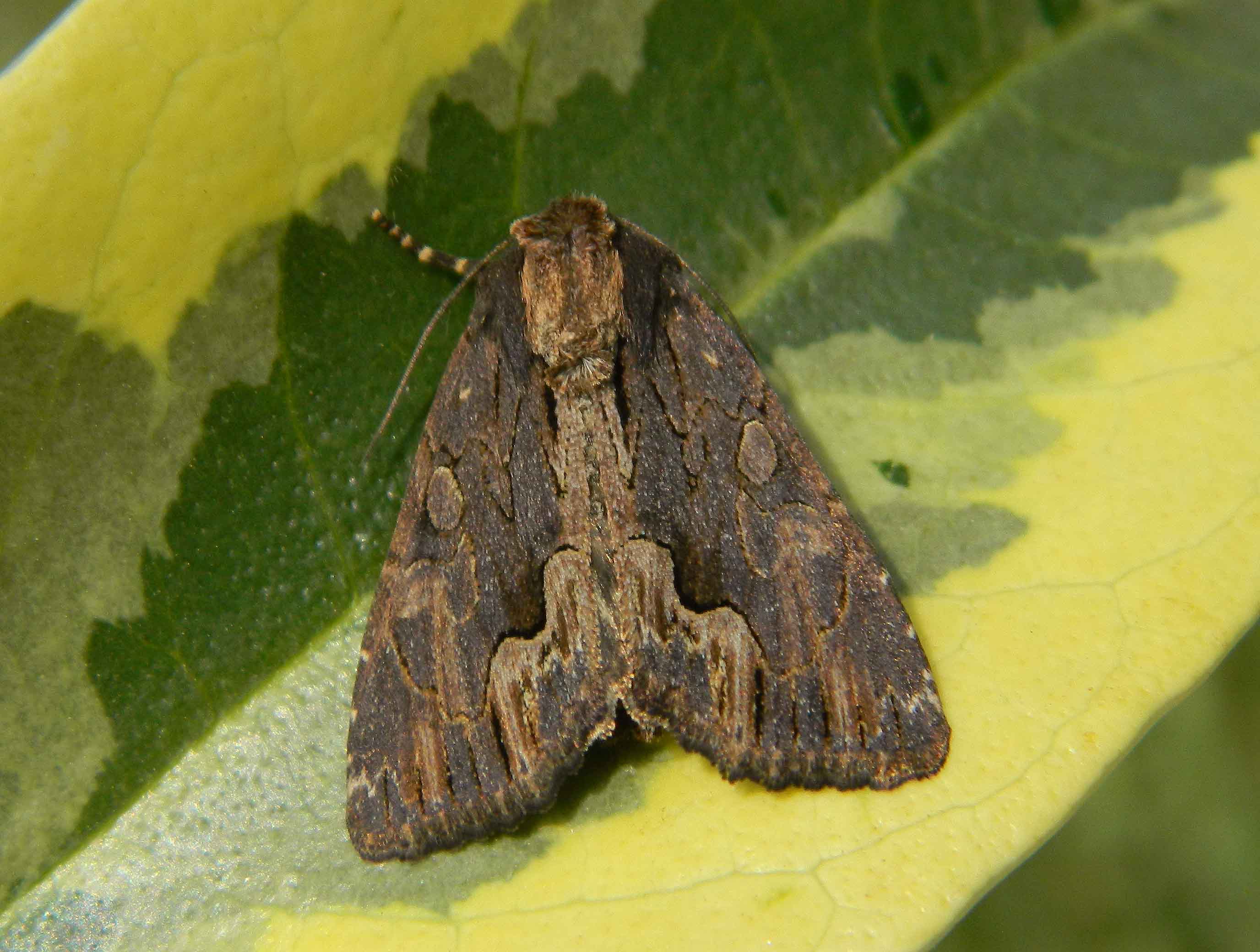 Questa non me l''aspettavo: Dypterygia scabriuscula - Noctuidae